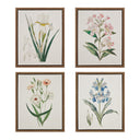 Herbal Botany - Herbal Botany 4-Piece Botanical Illustration Framed Canvas Wall Art Set - Green