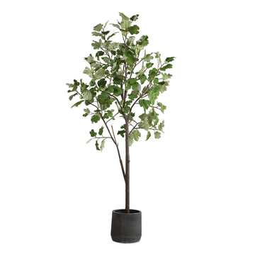Eden - Potted Fig Tree - Green