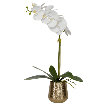 Cami - Orchid With Brass Pot - White