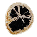 Arco - Petrified Wood Top Accent Table - Black / White - Uttermost - Accent Tables - Elite Enclave Home
