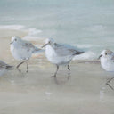 Tranquil Shorebirds On The Sand - Framed Print - Light Gray - Uttermost - Framed Prints- Elite Enclave Home