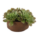 Sable Succulent - Accent In Pot - Brown / Green - Uttermost - Plants - Elite Enclave Home