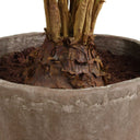 Zamia - Palm Accent In Planter - Green - Uttermost - Plants- Elite Enclave Home