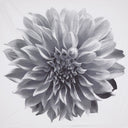 Norah - Printed Floral Shower Curtain - Gray - Madison Park - Shower Curtains - Elite Enclave Home