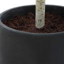 Boreal - Potted Birch Tree - Gray / Green - Uttermost - Plants - Elite Enclave Home