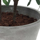 Marisol - Potted Olive Plant - Gray / Green - Uttermost - Plants - Elite Enclave Home