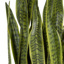 Uttermost Fasita Brass Planter (Set of 2) – Green faux snake plants in antique brass pots with matte black metal stands