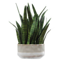 Sansera Snake - Accent Plant - Green