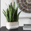 Sansera Snake - Accent Plant - Green