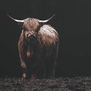 King Of The Hill - Framed Bovine Print - Black - Uttermost - Framed Prints- Elite Enclave Home