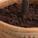 Olea - Potted Olive Tree - Green