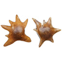 Starpetal - Indoor-Outdoor Wooden Bowls (Set of 2) - Black / Woodtone