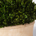 Preserved Boxwood - Oval Domes (Set of 2) - Beige