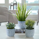 Uttermost Puebla set of 3 blue & white ceramic pots with preserved greenery, succulent & grass trio