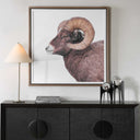 Big Horn - Sheep Framed Print - Black / Brown / White