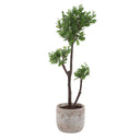 Arbor Strawberry - Tree - Brown / Green - Uttermost - Plants - Elite Enclave Home