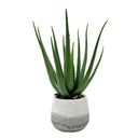 Veranda - Indoor-Outdoor Aloe Plant - Gray / Green