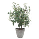 Marisol - Potted Olive Plant - Gray / Green - Uttermost - Plants - Elite Enclave Home