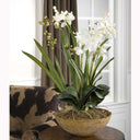 Uttermost Moth Orchid Planter – White moth orchids in natural brown dish garden with mixed foliage