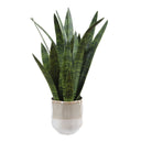 Sansera Snake - Accent Plant - Green