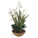 Uttermost Moth Orchid Planter – White moth orchids in natural brown dish garden with mixed foliage