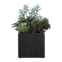 Greystone - Indoor-Outdoor Succulent - Green