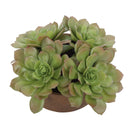Sable Succulent - Accent In Pot - Brown / Green - Uttermost - Plants - Elite Enclave Home