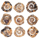 Corkscrew - Wood Wall Decor (Set of 9) - Light Brown