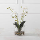 Glory - Orchid
