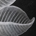 Foliage - Framed Prints (Set of 6) - Black