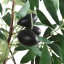 Uttermost Olea Potted Olive Tree – Green foliage and fruit clusters in scallop-detailed terracotta concrete planter