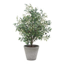 Marisol - Potted Olive Plant - Gray / Green - Uttermost - Plants - Elite Enclave Home