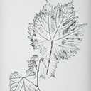 Nature's - Script Framed Botanical Prints (Set of 9)
