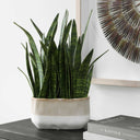 Sansera Snake - Accent Plant - Green