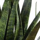 Sansera Snake - Accent Plant - Green