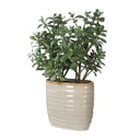Crassula Jade - Accent Plant - Beige