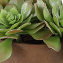 Sable Succulent - Accent In Pot - Brown / Green - Uttermost - Plants - Elite Enclave Home