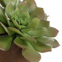 Sable Succulent - Accent In Pot - Brown / Green - Uttermost - Plants - Elite Enclave Home