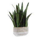Sansera Snake - Accent Plant - Green